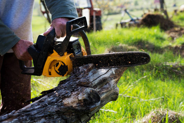 How Our Tree Care Process Works  in  Sackets Harbor, NY